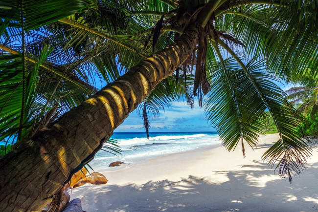 Обои картинки фото природа, тропики, море, пляж, пальмы