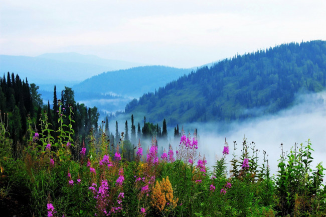 Обои картинки фото природа, горы, алатау, россия, сибирь, холмы, туман