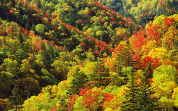 Картинка природа деревья листва яркая горы холмы