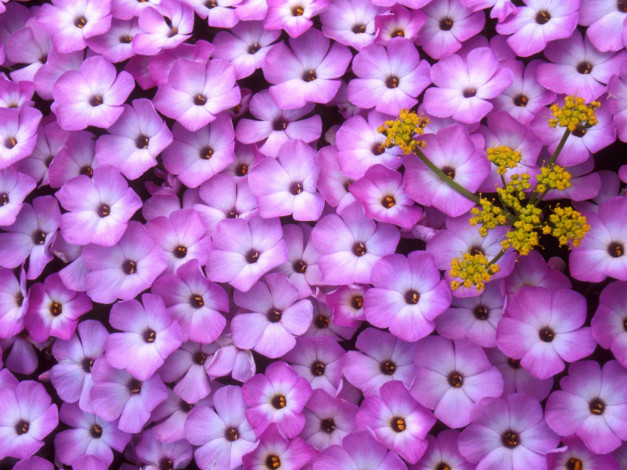 Обои картинки фото phlox, and, lomatium, цветы, флоксы