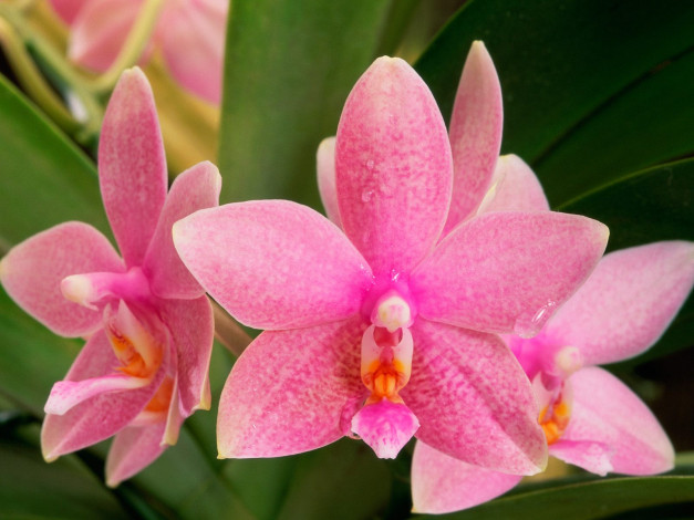 Обои картинки фото pink, orchids, цветы, орхидеи