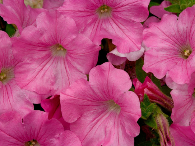 Обои картинки фото pink, petunia, цветы, петунии, калибрахоа