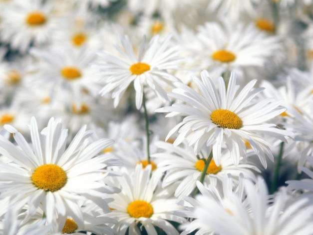 Обои картинки фото plentiful, oxeye, daisies, цветы, ромашки