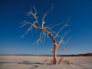 Картинка природа деревья дерево песок