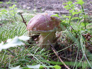Картинка природа грибы боровик сосновая ветка