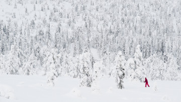 Картинка природа зима лес снег лыжник