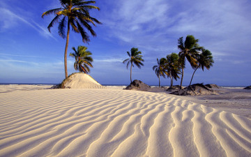 Картинка природа тропики пальмы дюны песок пляж бразилия