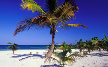 Картинка природа тропики пальмы океан пляж
