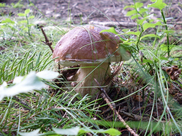 Обои картинки фото природа, грибы, боровик, сосновая, ветка