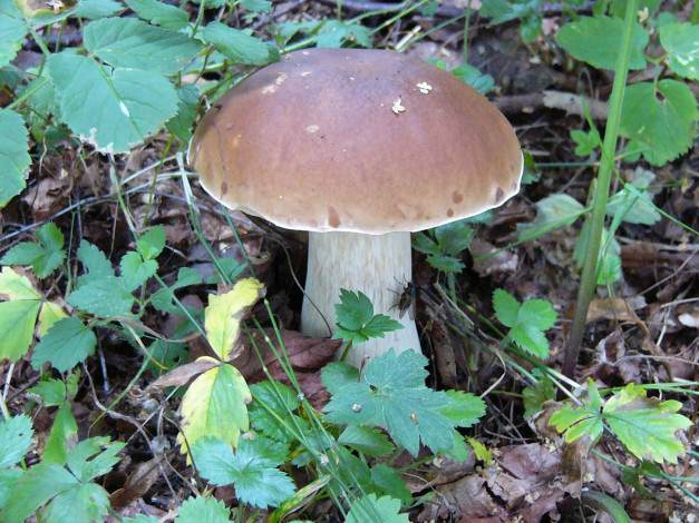 Обои картинки фото природа, грибы, листья, боровик