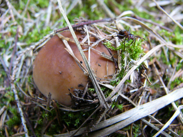 Обои картинки фото природа, грибы, мох, шляпка