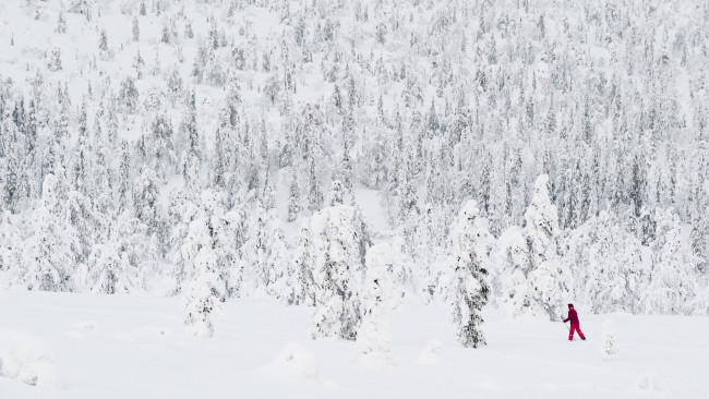Обои картинки фото природа, зима, лес, снег, лыжник