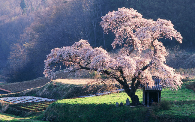 Обои картинки фото природа, деревья, сакура, пейзаж, Япония