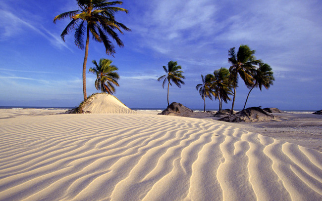 Обои картинки фото природа, тропики, пальмы, дюны, песок, пляж, бразилия