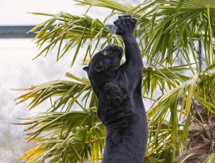 Картинка животные пантеры ягуар чёрный кошка хищник лапа прыжок мощь