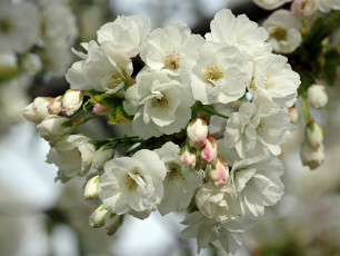 Картинка цветы сакура +вишня макро ветка весна