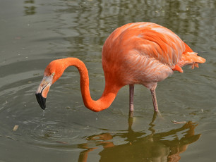 Картинка животные фламинго розовый