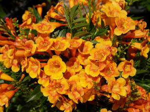 Картинка цветы кампсис+ текома фото оранжевый крупным планом кампсис