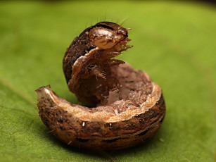 Картинка животные гусеницы лист макро гусеница