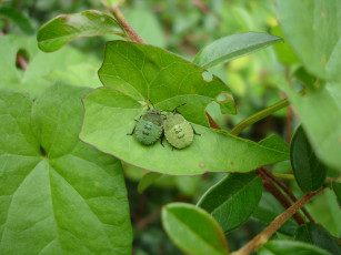 Картинка животные насекомые растение макро жуки листья зелёные клопы