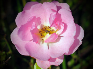 Картинка цветы розы лепестки макро цветок розовая насекомое роза