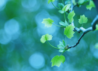Картинка природа листья макро весна ветка листва боке