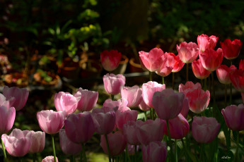 Картинка цветы тюльпаны клумба