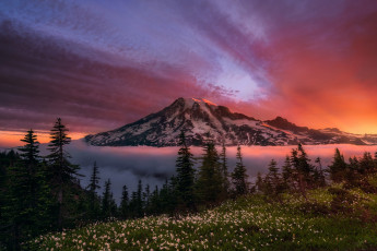 Картинка природа горы вашингтон штат цветы лес небо утро рейнир стратовулкан гора сша