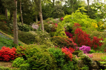 Картинка природа парк родендроны деревья кусты англия