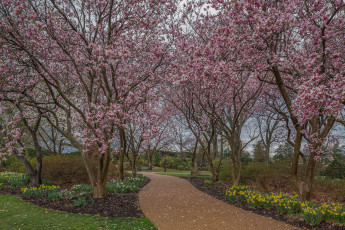 Картинка природа парк весна деревья цветы дорожка