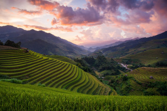 Картинка природа поля азия вьетнам рисовые холмы
