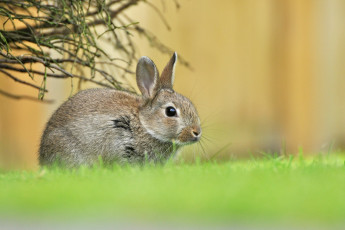 Картинка животные кролики +зайцы весна трава зелень малыш зайчонок заяц