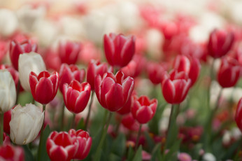 Картинка цветы тюльпаны красные белые