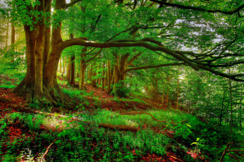 Картинка природа лес склон деревья