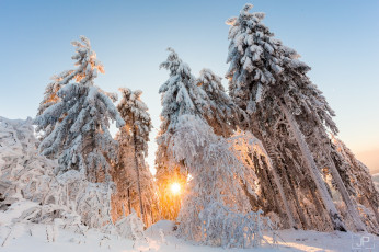 Картинка природа зима солнце свет деревья снег лес