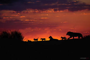 обоя животные, львы, африка, калахари, семья, закат, вечер, небо, силуэты