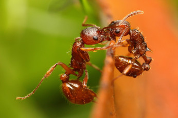 Картинка животные насекомые драка муравьи макро фон