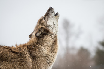 Картинка животные волки +койоты +шакалы хищник волк вой поза серый мех профиль морда