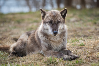 Картинка животные волки +койоты +шакалы лапы морда серый хищник волк зоопарк трава отдых лежит