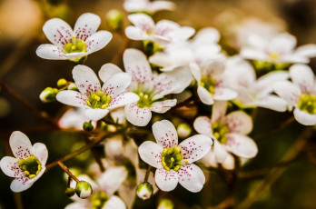 Картинка цветы цветущие+деревья+ +кустарники фото макро весна