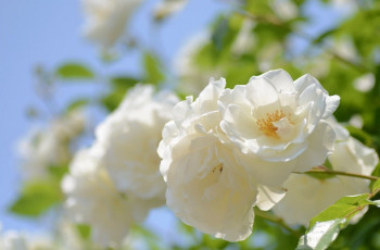 Картинка цветы розы природа фото макро белый цветок