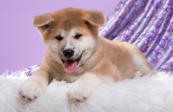 Картинка животные собаки японская акита щенок милый