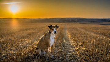 Картинка животные собаки собака закат поле взгляд