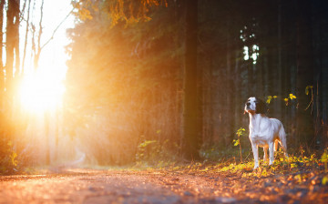 Картинка животные собаки собака взгляд друг утро лес