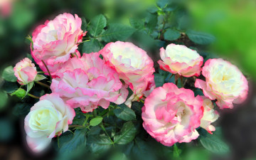 Картинка цветы розы крупным планом фото