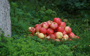 Картинка еда Яблоки лето штрифель урожай сад яблоня трава яблоко яблоки