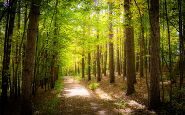 Картинка природа дороги лес деревья листва зелень дорожка тропинка солнечно