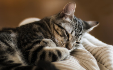 Картинка животные коты кошка дрёмка отдых фон