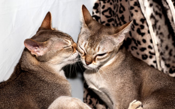 Картинка животные коты сингапурские кошки окрас сепия агути ласки фон