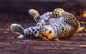 Картинка животные леопарды леопард вывернулся играет большая кошка